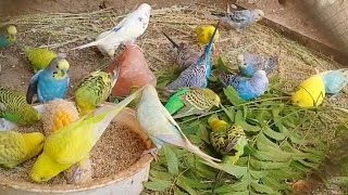 How To Give your Budgerigars Bathing learn All AboutBudgies swimming With Green Food Budgies Happy [upl. by Ilojne]