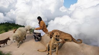 CON LAS MASCOTAS DEL MONTE 🐑🐏🐶🐕🐓🐣🌏🌎🌍🇮🇱🔥 [upl. by Anier]