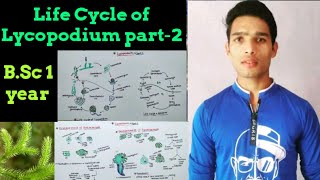 Life cycle of Lycopodium  Reproduction in Lycopodium part2 [upl. by Anjela]