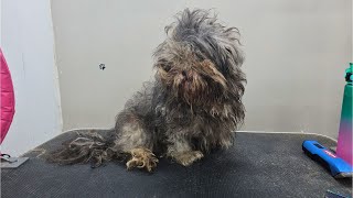 🐶😍❤️ INCREDIABLE MATTED DOG TRANSFORMAITON  DOG GROOMING [upl. by Gnav]