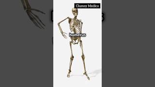 Humerus Anatomy humananatomy anatomysimplified humanbody bones viralshorts anatomy [upl. by Farika]