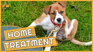 Dog Skin Allergy Home Remedies  Cure their Itch [upl. by Lattimer]