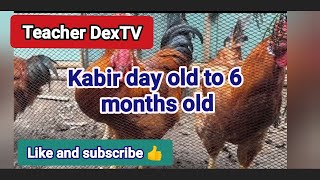 Kabir Chicken from day old to 6 months old [upl. by Nnaj]