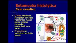 ENTAMOEBA HISTOLYTICA  ENTAMOEBA COLI parasitologia español [upl. by Leahpar]