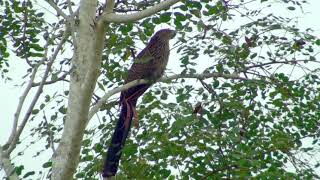 Pheasant Coucal [upl. by Audsley316]