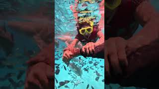 maldives snorkeling maldivesbeach maldivesislands maldivesdiaries [upl. by Leede376]