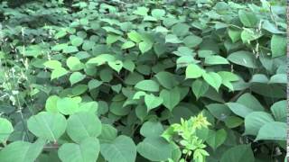 Japanese Knotweed How to Identify [upl. by Junko]