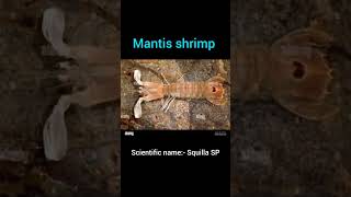 Mantis shrimp classification and commentary Squilla SP روبيان السرعوف marine shorts explore [upl. by Merideth]