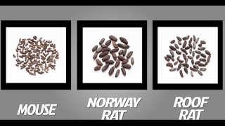 How to Identify Mice and Rats  TOMCAT  Scotts MiracleGro Canada [upl. by Mehalick814]