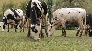 Bovine da latte La tutela del benessere in EmiliaRomagna [upl. by Phyllis976]