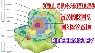 Cell organelle ❤️ Subcellular Fractionation Marker Enzyme [upl. by Modla]