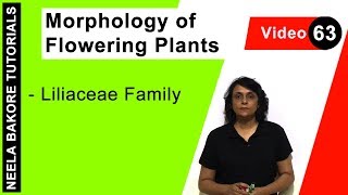 Morphology of Flowering Plants  NEET  Liliaceae Family  Neela Bakore Tutorials [upl. by Dorlisa79]