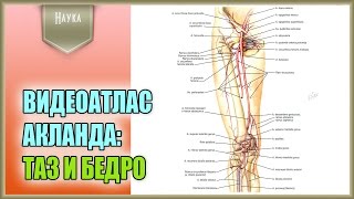 Легендарный видеоатлас доктора Роберта Акланда по анатомии человека Таз и бедро [upl. by Busby]