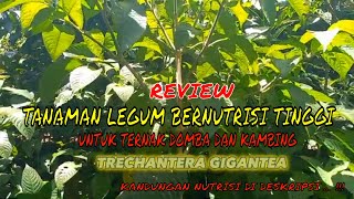 HIJAUAN PAKAN TERNAK PROTEIN TINGGI  TRICHANTERA GIGANTEA [upl. by Rudich]