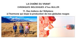 11 Des Indiens de l’Altiplano à lhormone qui dope la production de nos globules rouges [upl. by Nairda850]