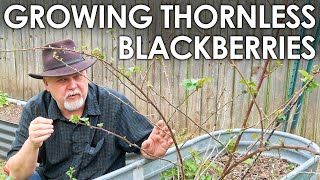 Growing Thornless Blackberries  Black Gumbo [upl. by Plunkett]