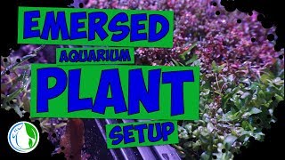 My Emersed Aquatic Aquarium Plant Setup  Emersed plants explained 🌿💦 [upl. by Sumedocin]