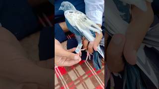 Kabuter Ke Per Me Dawai Bandhi  pigeon reaction shorts skpigeonloft [upl. by Sug]