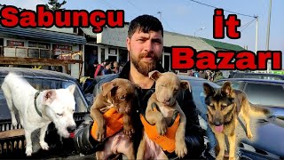 Sabunçu İt Bazarı 19122021 sabuncubazari sabuncuitbazari elixezer [upl. by Epilif]