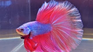 The International Betta Competition  magnificent fighting fish on show [upl. by Hance]