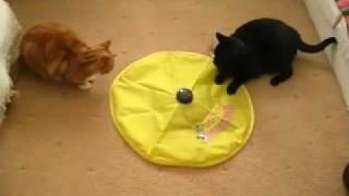 The Purrfect CAT TOY [upl. by Iams]