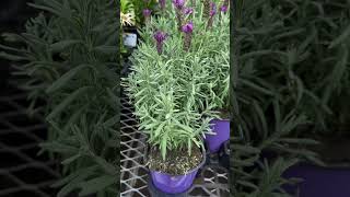 Lavandula Stoechas  French Lavender  Shorts  Cool Places [upl. by Aihsetel623]