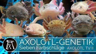 Farben beim Axolotl [upl. by Gunther54]