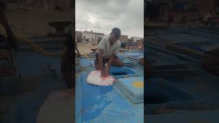 Stingray Fish 🐟 💀 fishermanlifestyle fishing boat fishermanlife fishermanlife [upl. by Airyk]