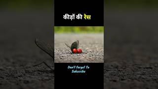 कीड़ों की रेस shortfilms shorts trending [upl. by Flossi]