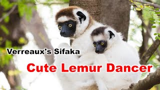 Lemurs of Madagascar The Verreauxs Sifaka or The Lemur Dancer [upl. by Montfort]