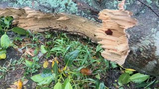 Hobe Sound storm blew in like a freight train [upl. by Aikim]