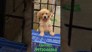 Golden retriver for sale goldenretrieverdoggyzworld12 [upl. by Ordisi]