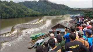 15 Serpientes Gigantes Mas Aterradoras Captadas En Video [upl. by Nolyat629]