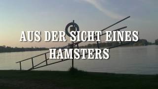 lustige witzige coole Sprüche amp Videos Hamster amp Karriereleiter [upl. by Riplex199]