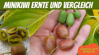 Mini Kiwi Ernte mit Vergleich Red Jumbo  Julia  Weiki [upl. by Ahsenauj]