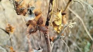 Xanthium strumarium PLANT [upl. by Mil]