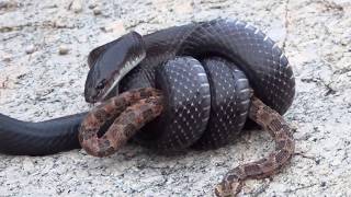 COBRA MUÇURANA EM BUSCA DA JARARACA VIDEO 2 [upl. by Anitnegra775]