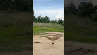 A large bird of prey species hunt birds of prey for their food very fast and skillful shorts like [upl. by Tav]