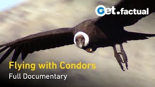 Flying With Condors  Full Documentary [upl. by Airdnas]