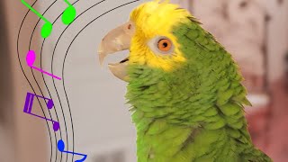 My Amazon Parrot SINGS 🎼 quotSomewhere Over The Rainbowquot [upl. by Gnal176]