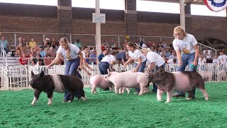 FFA Market Swine – Fair 2022 [upl. by Roderich396]