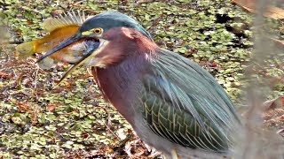 Green Heron Swallows Fish FYV [upl. by Nuri341]