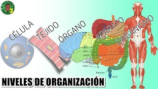 Niveles de organización interna de los seres vivos [upl. by Zsolway]