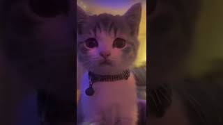 Cat winking 😼😼viralfypシ゚viral edit [upl. by Asilanom]