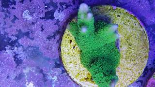 Esqueje o frag de Montipora Digitata  Para Gustos Corales [upl. by Boorer561]