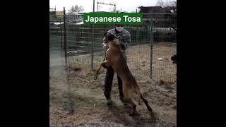 Tusa Inu illegal Dog Breeds youtubeshorts youtube ytshorts [upl. by Ahsyia132]