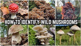 How To Identify Wild Mushrooms 🍄 [upl. by Lessard]