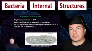 Bacteria Internal Structures [upl. by Hnirt]