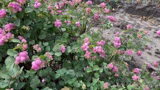 Proud Berry Coral Berry  Garden Crossings [upl. by Uy]