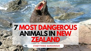 The 10 Most Dangerous Animals In New Zealand [upl. by Oneladgam]